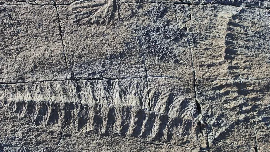 Científicos de la Universidad británica de Cambridge han hallado el ejemplo más antiguo de reproducción en un organismo complejo, según un estudio que publica hoy la revista "Nature".