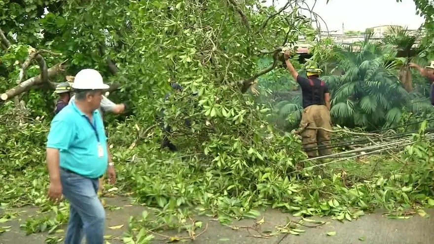 Permanecen sin energía eléctrica en Cerro Viento por caída de árbol