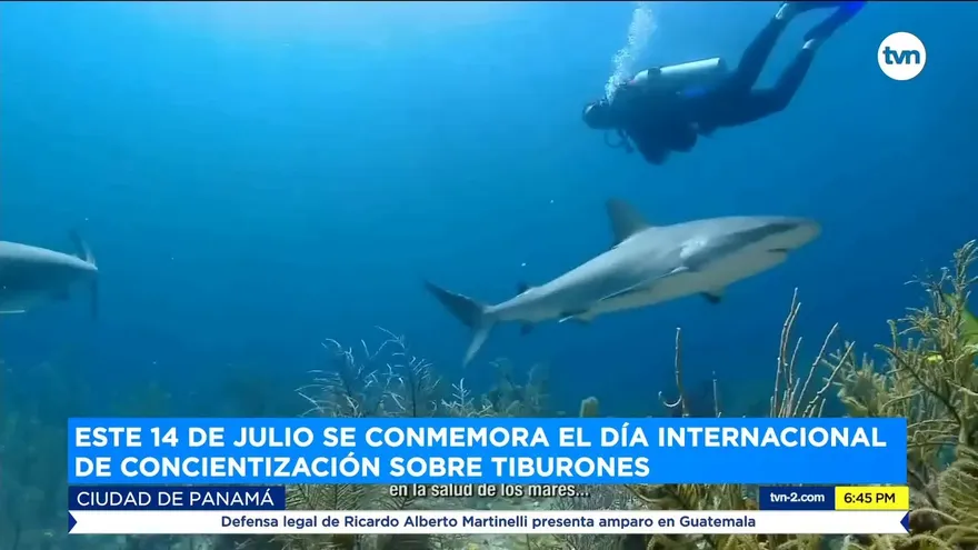 Tiburones están en peligro de extinción, piden su protección