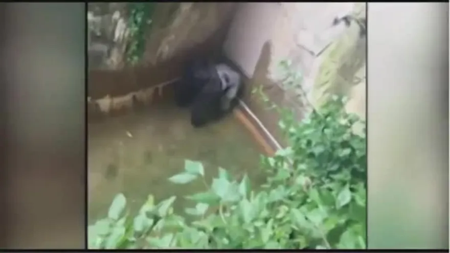 Harambe, el gorila que mataron en EEUU por seguridad de un niño