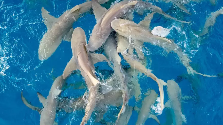 Más del 38% de las poblaciones de peces están sobreexplotadas.