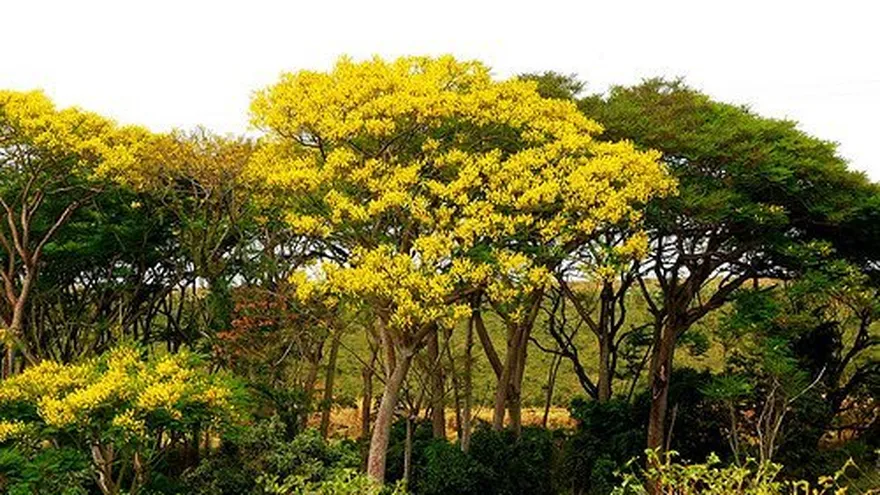 Los guayacanes que adornan Panamá