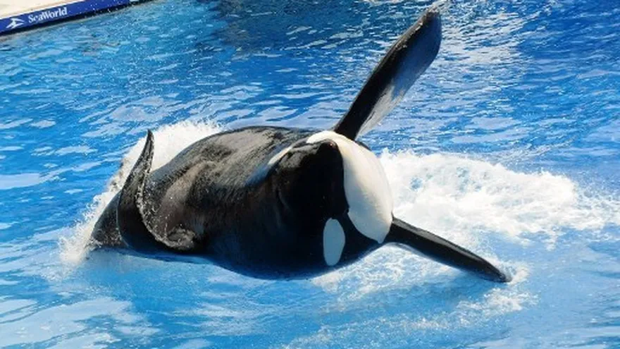 La orca "Tilikum" durante su actuación en su programa "Believe" en Sea World en Orlando, Florida.