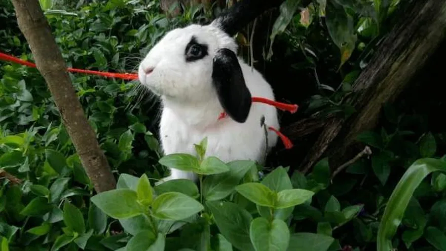 Él es Sabbath y se convirtió en todo un héroe para su familia.
