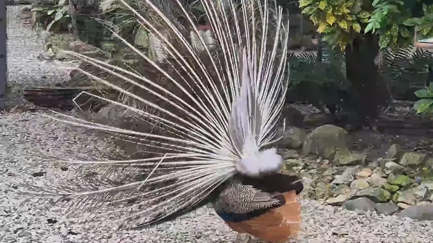Costa Arriba de Colón es una joya del Caribe panameño