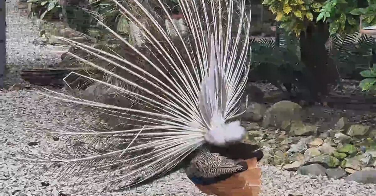 Costa Arriba de Colón incorpora refugio animal a su oferta turística