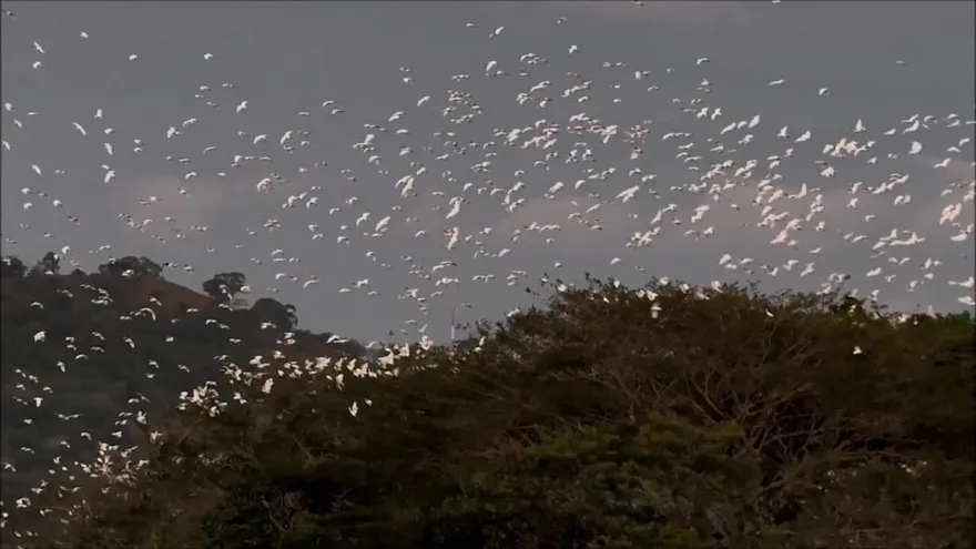 Aves llegan a El Salvador como embajadoras de biodiversidad