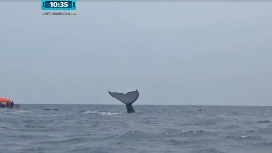 Avistamiento de ballenas