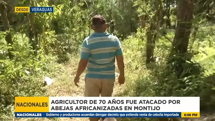Hombre sobrevive a ataques de abejas africanizadas
