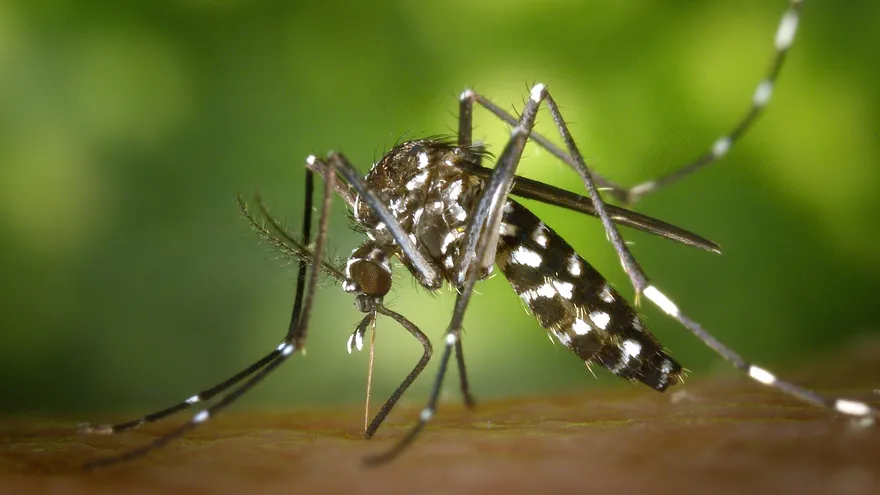 Imagen con fines ilustrativos del mosquito transmisor de chikungunya.