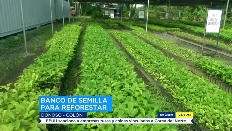 Presentan el primer banco de semillas en Panamá