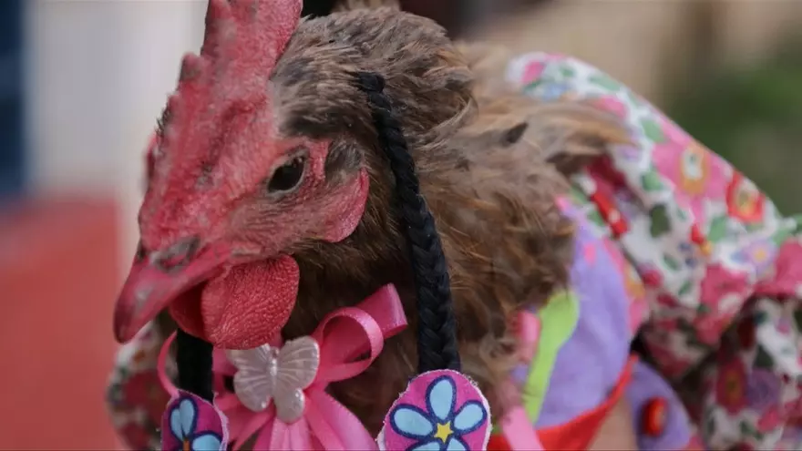 Una de las gallinas participantesMundo
