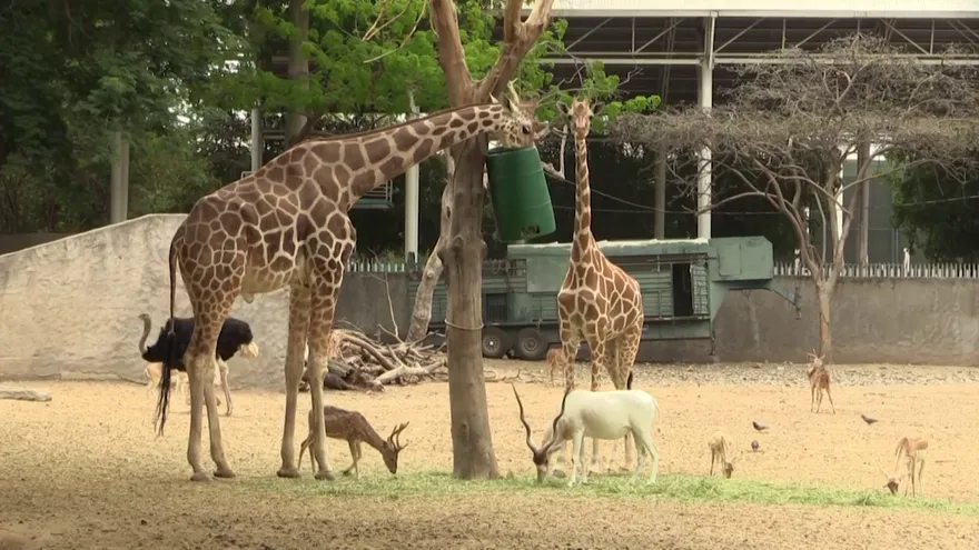 Zoo mexicano acoge a animales silvestres que sufren coletazos de la pandemia