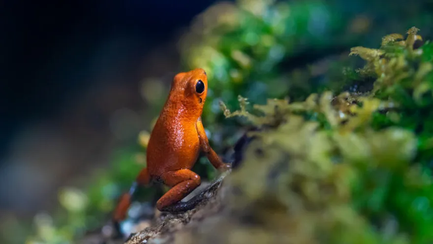 Panamá en miras a establecer una economía verde tras el COVID-19