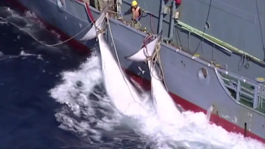 Japón retomará abiertamente la caza comercial de ballenas