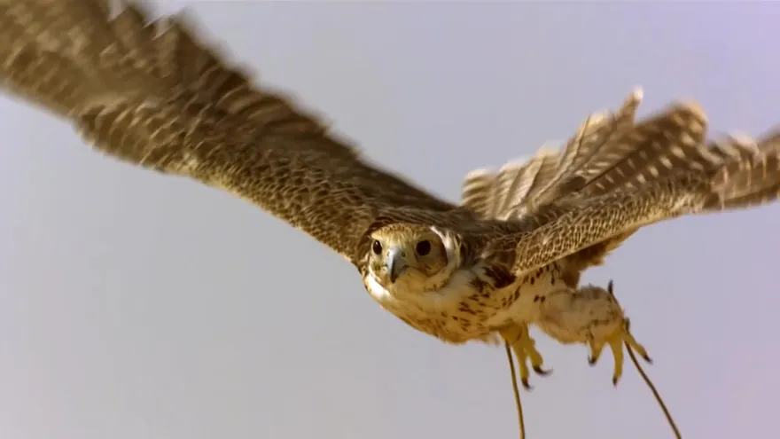 Informe Catar 2022 - Curiosidades mundialistas, el halcón catarí