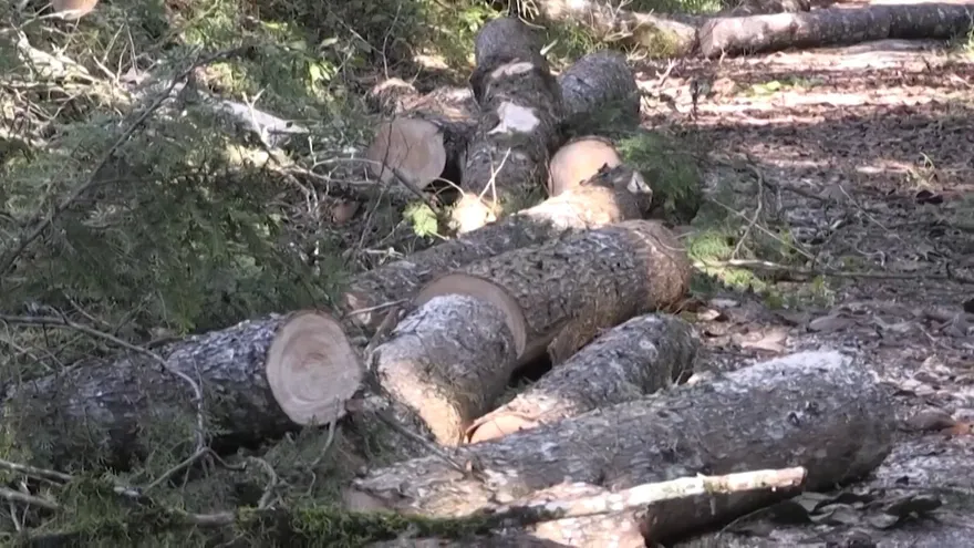 Ambientalistas mexicanos viven con el miedo a cuestas