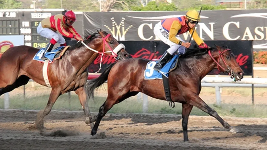 Ejemplares panameños tienen puestos para gala caraqueña