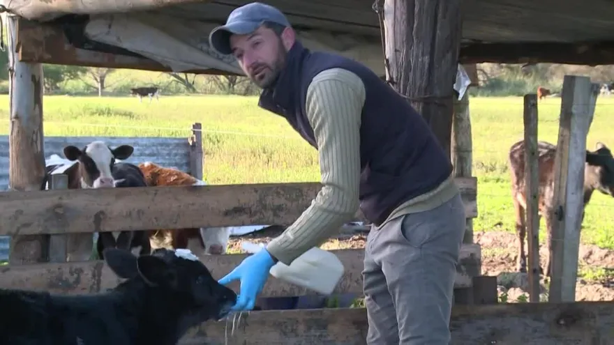 La lucha de una pareja que apostó por vivir del campo en Uruguay