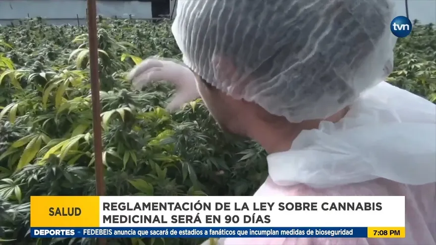 Reglamentación de ley de cannabis medicinal está prevista en 90 días
