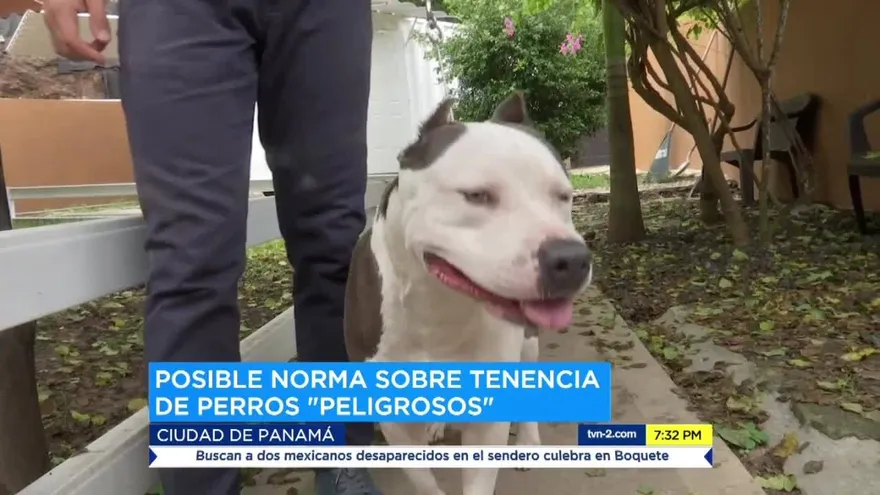 Polémica por ley para regular 'perros peligrosos'