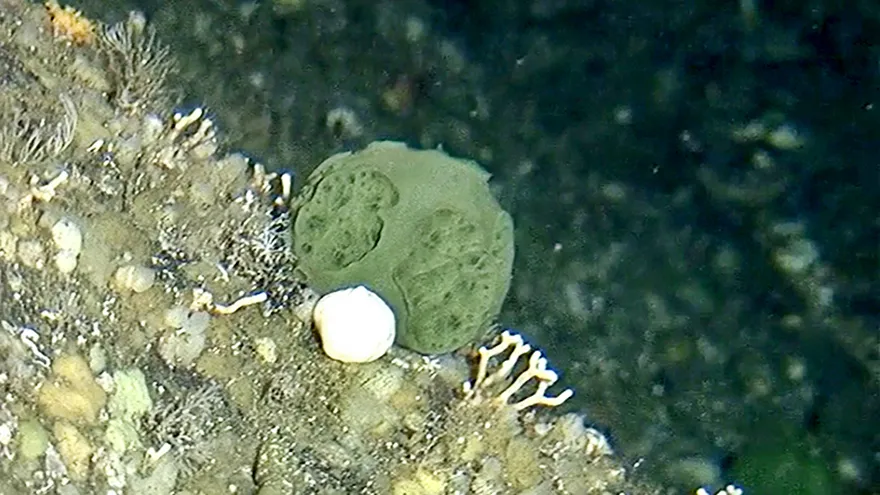 Imagen de la esponja "Latrunculia austini", descubierta en la oscuridad de las aguas del Pacífico en Alaska.