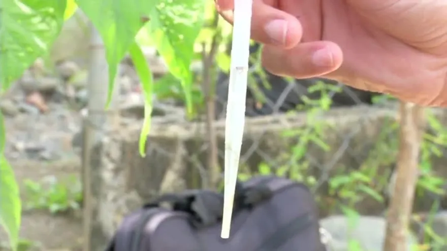 Tres casos de infección por virus "Zika"