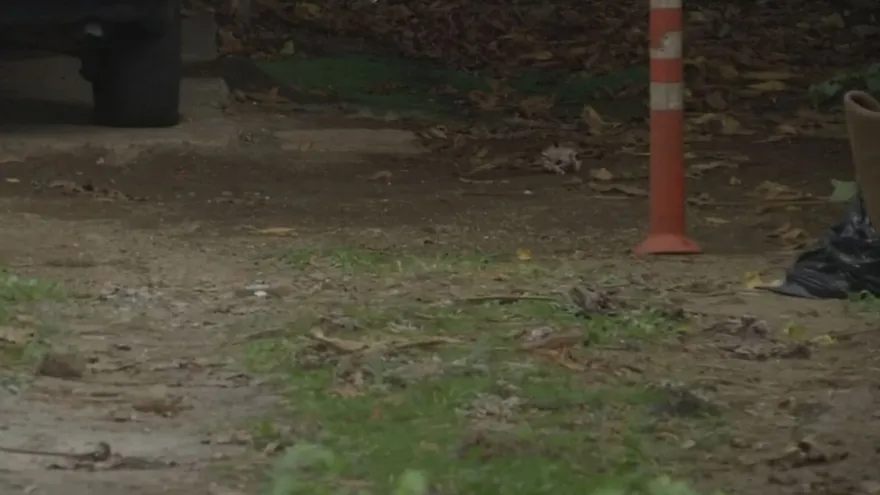 El cuerpo sin vida fue encontrado en el patio trasero de una residencia.