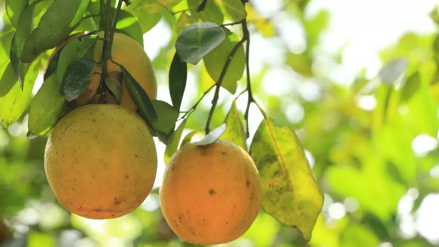 Limón.
