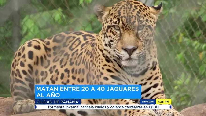 Felinos: los reyes de la selva panameña