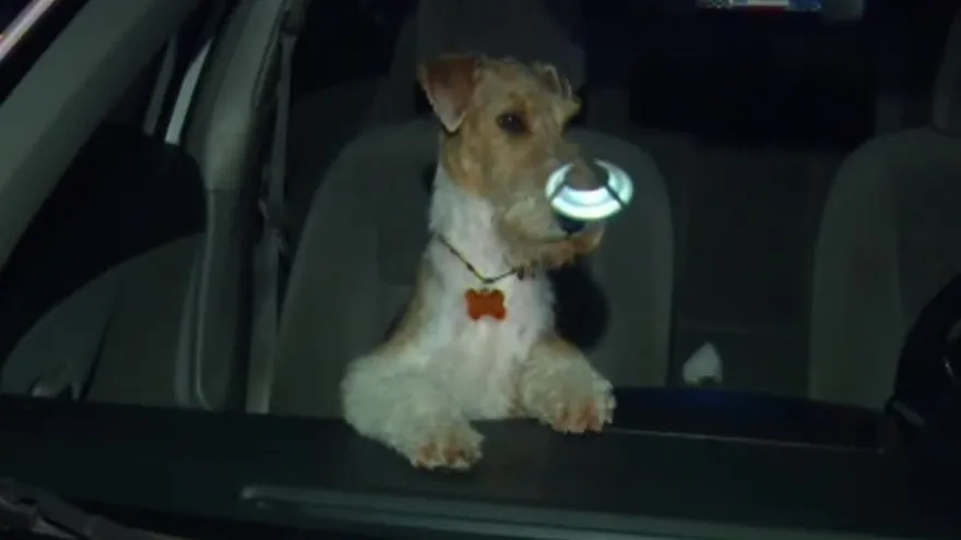 Perrito abandonado dentro de auto en medio del Black Friday