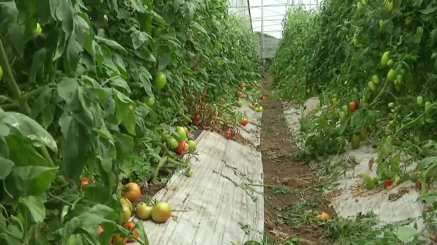 Productores de tomate en crisis