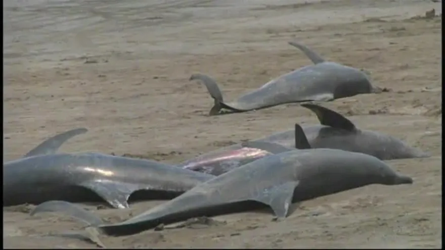Decenas de delfines varados en Los Santos; han muerto 10
