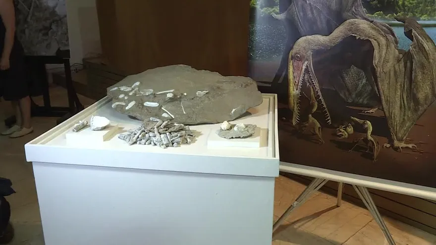 Cientos de huevos fósiles revelan los secretos del pterosaurio