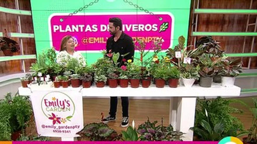Planta de viveros