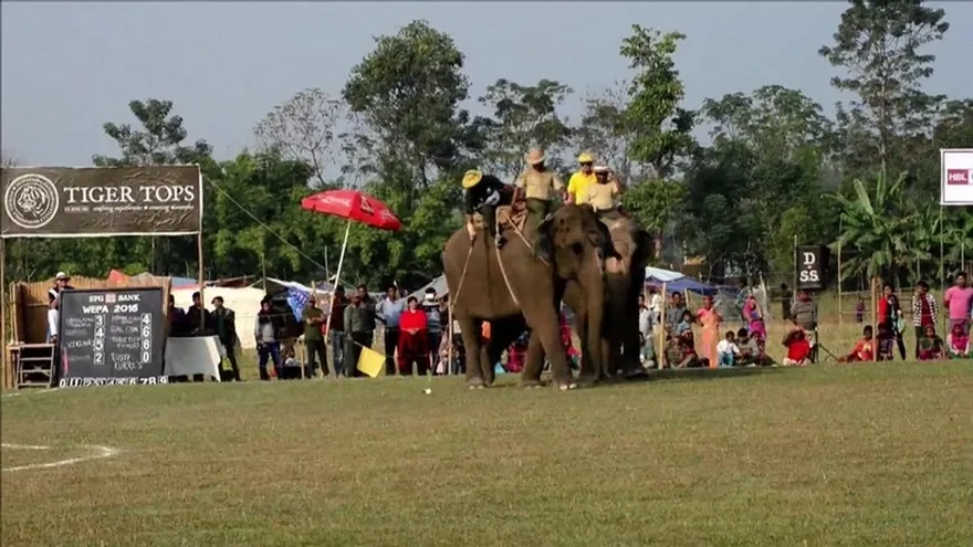 Organizan campeonato internacional de polo con elefantes