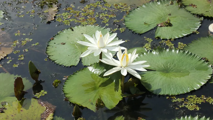 La comunidad Emberá Ella Puru conserva la naturaleza