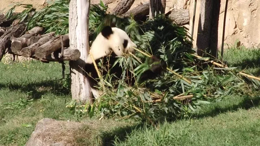 La fiebre panda llega al baño… con papel hecho de sus heces