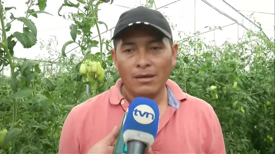Productores de tomate denuncian falta de mercado para sus productos
