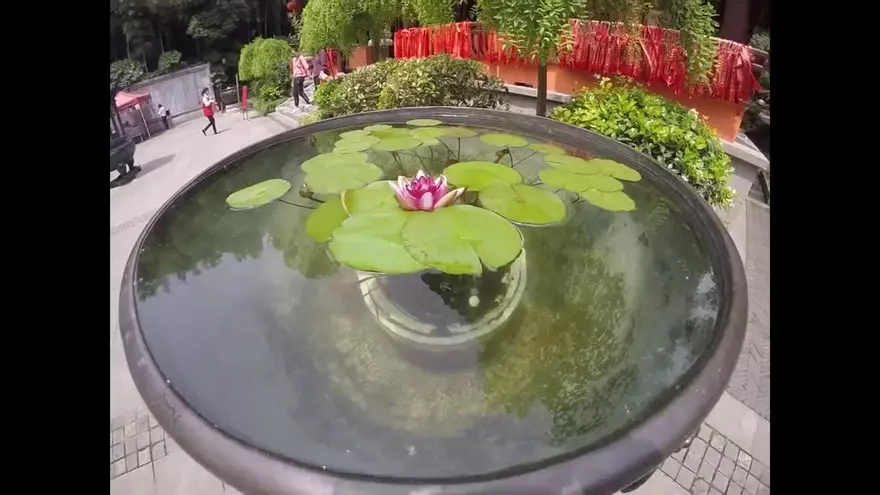 La flor  de loto, es más que un adorno