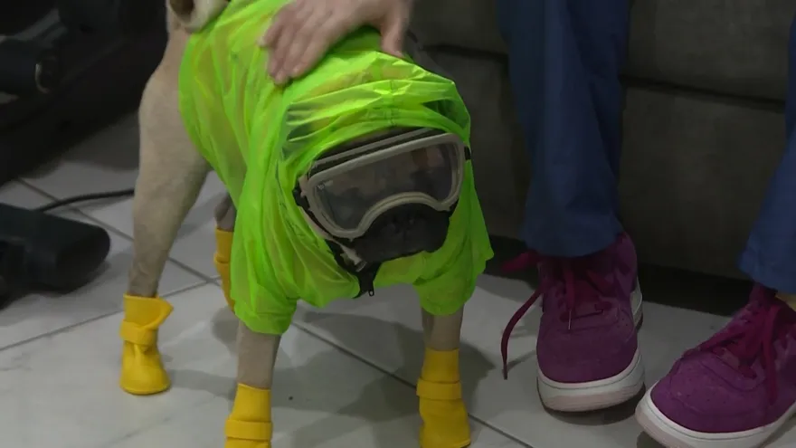 Harley, el perro terapeuta que alivia el estrés de médicos mexicanos