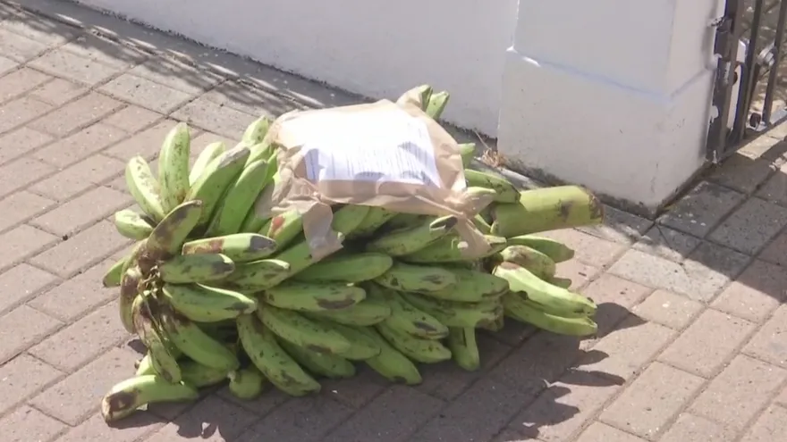 Tiran dos cabezas de plátanos en la entrada de la Procuraduría General de la Nación en señal de protesta