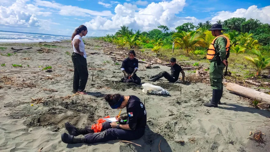 Guardaparques frustran posible tráfico ilegal de huevos de tortuga baula en el Parque Nacional San San Pond Sak