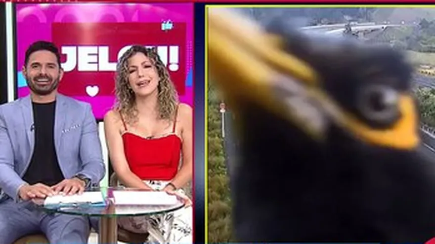 Curiosidades de Jelou!