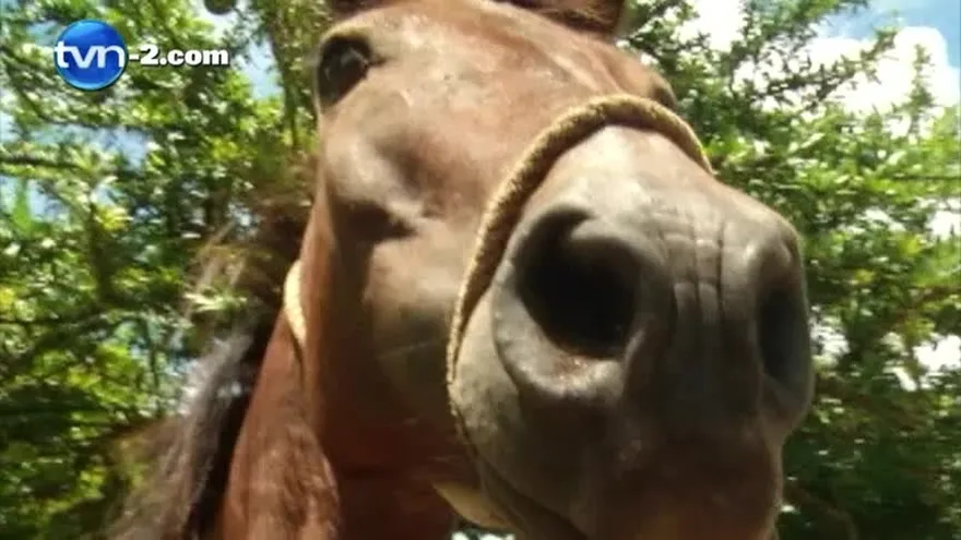 Minsa reporta 8 casos de encefalitis