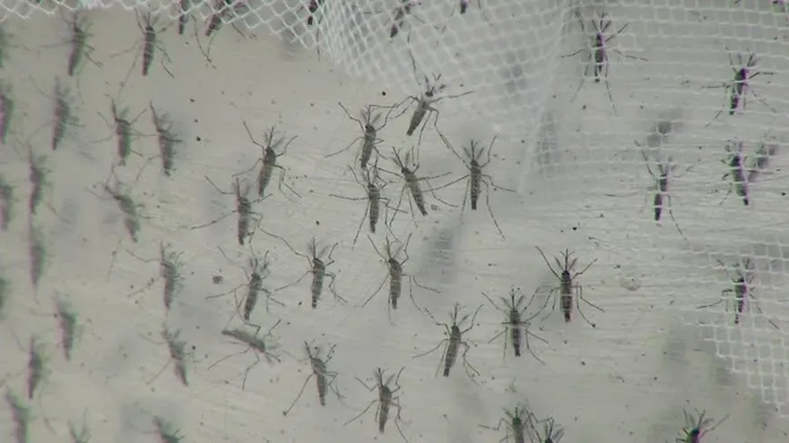 Falta de prevención aumenta casos de dengue