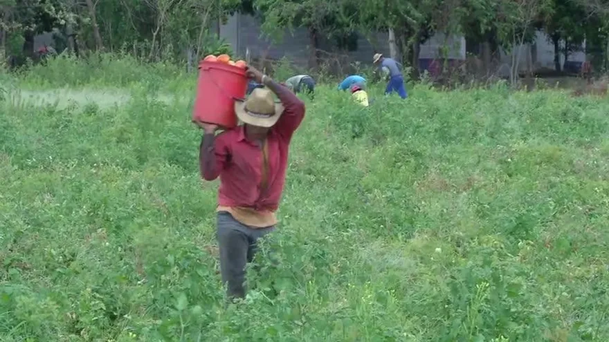 Baja cosecha por el cambio climático
