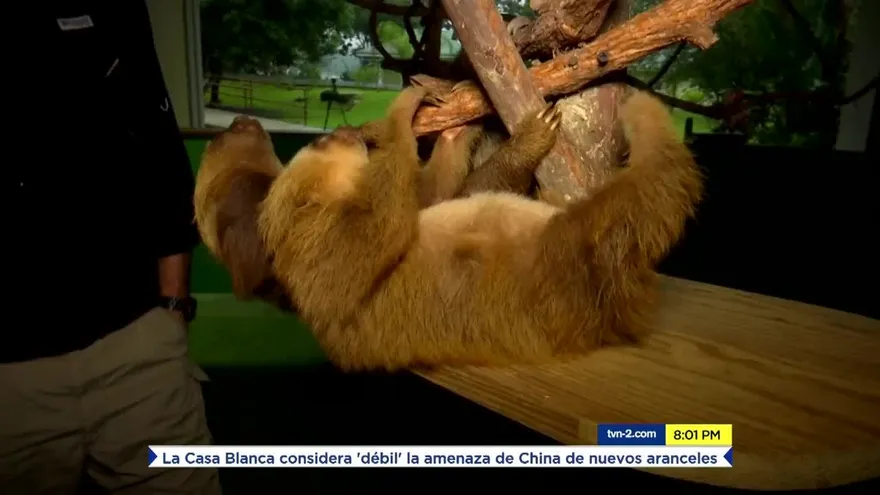Embajadores de la naturaleza panameña