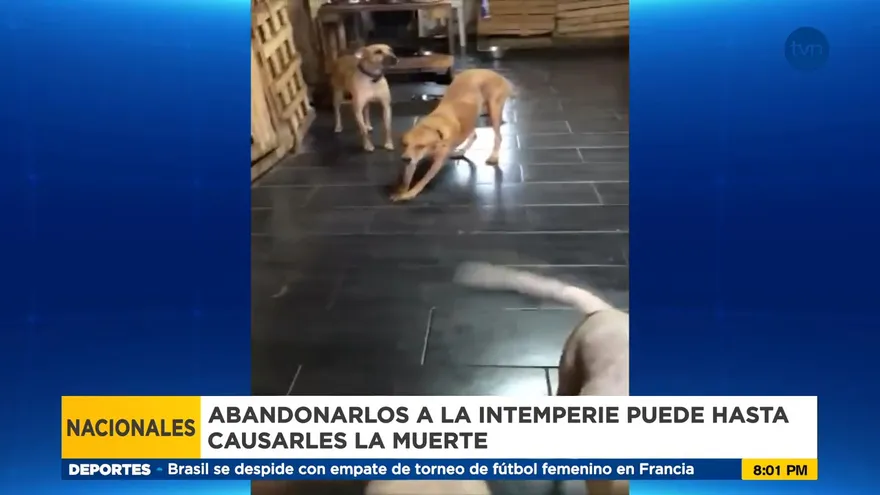 Aumentan el maltrato animal