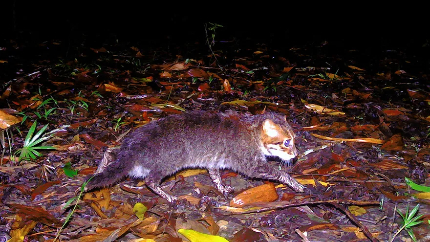 El gato de cabeza plana